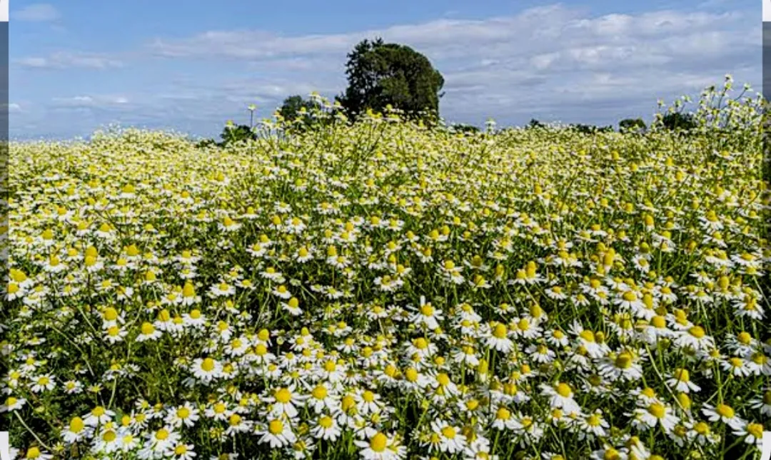 Chamomile flowers in bloom on a Verdi Herd partner farm