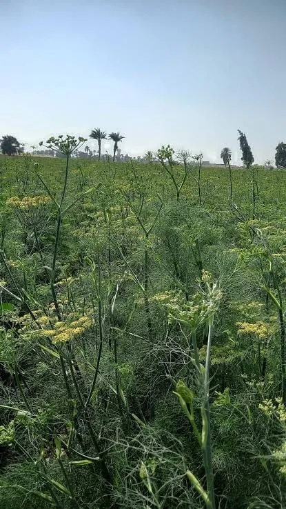 Fennel field on a Verdi Herd partner farm