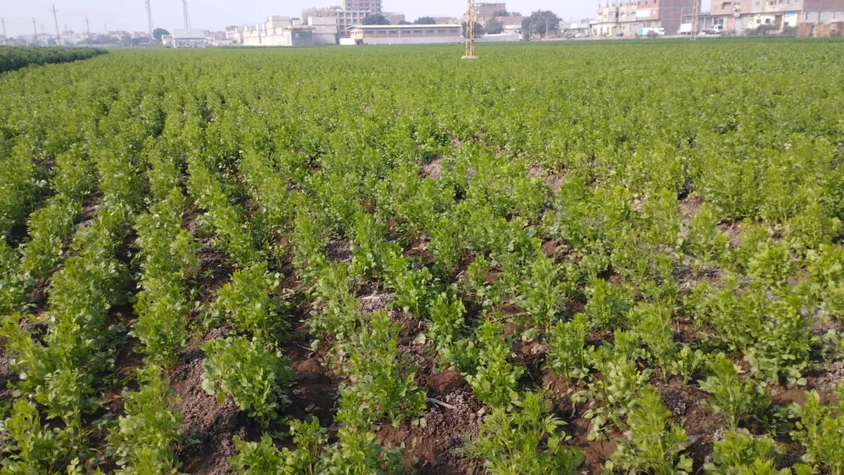 Parsley field ready for harvest near a Verdi Herd growing region