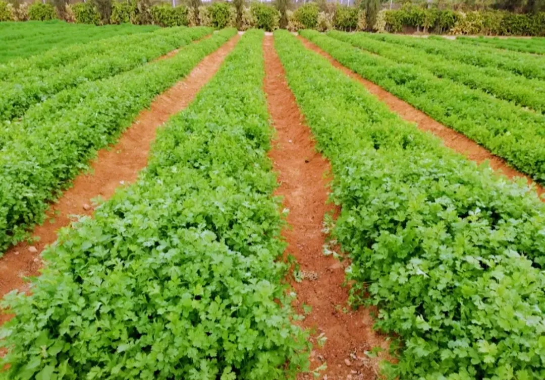 Rows of parsley growing in Nile Valley red soil