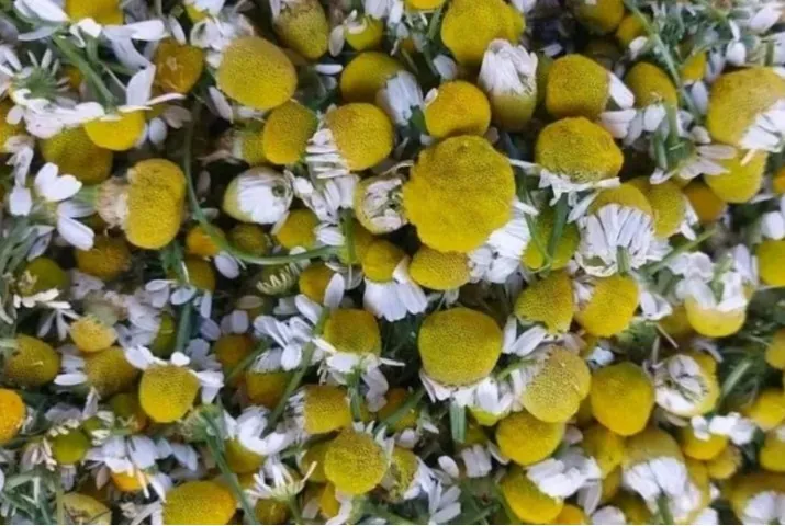 Egyptian Chamomile